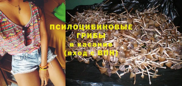 прущие грибы Дмитров