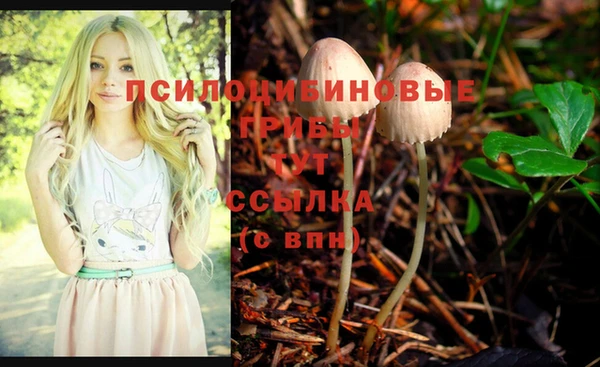прущие грибы Дмитриев