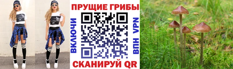 Купить закладки  Кирс  Галлюциногенные грибы прущие грибы 